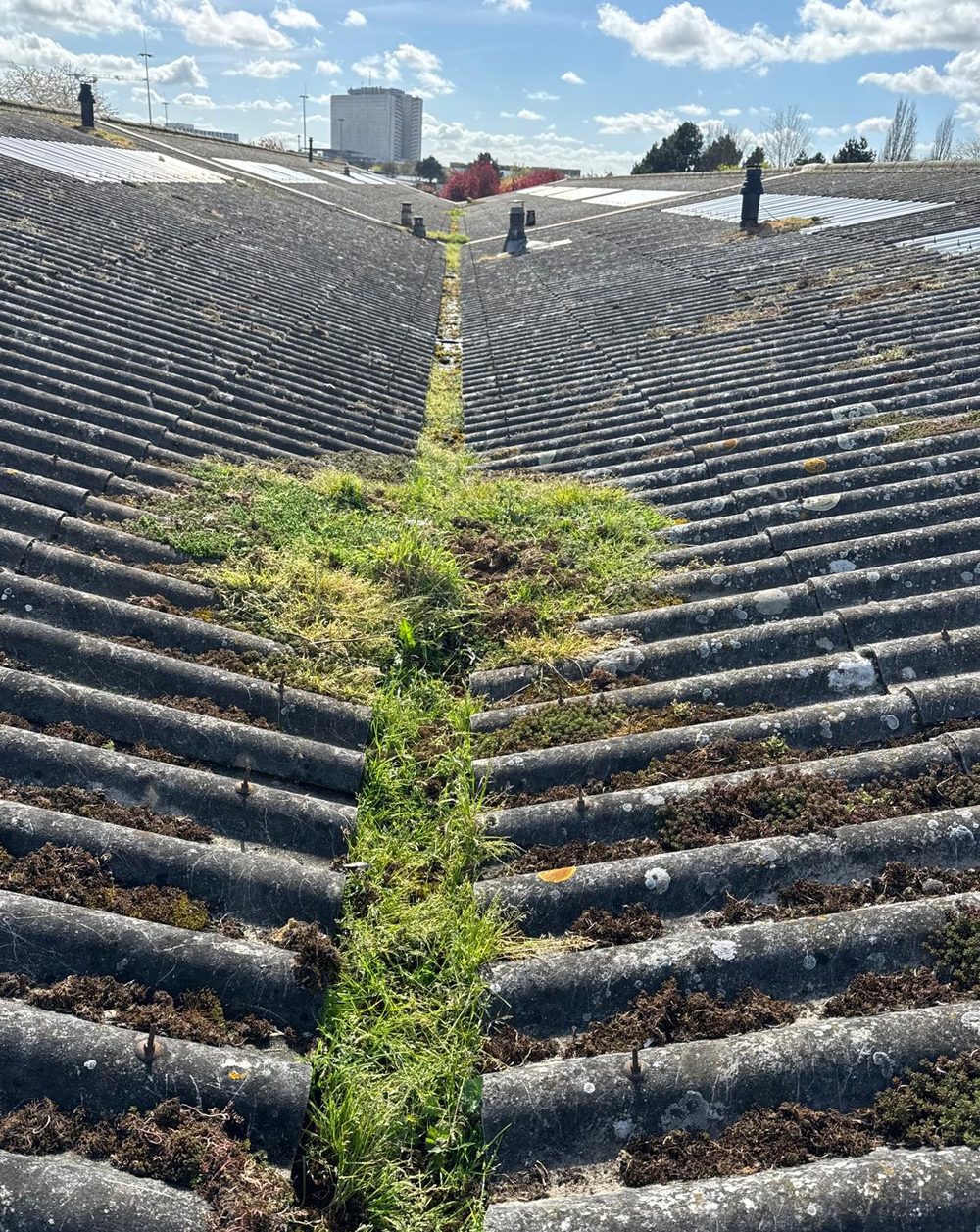 La même noue avant intervention : le chéneau a disparu sous l'herbe et la mousse sur toute sa longueur.